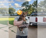 Small #8 Beagle-Red Heeler Mix