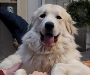 Mother of the Great Pyrenees puppies born on 04/17/2024