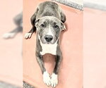 Small #2 Mutt