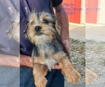 Puppy Morris Dogue de Bordeaux