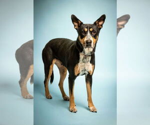 - Mix Dogs for adoption in Rowlett, TX, USA