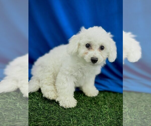 Medium Photo #1 Bichon Frise Puppy For Sale in KOKOMO, IN, USA