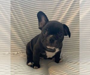 French Bulldog Puppy for sale in JOHNS ISLAND, SC, USA