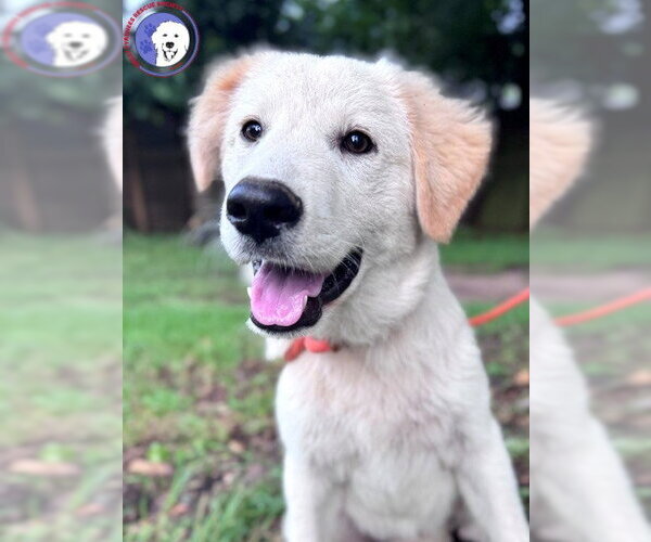 Medium Photo #12 Great Pyrenees Puppy For Sale in Spring, TX, USA