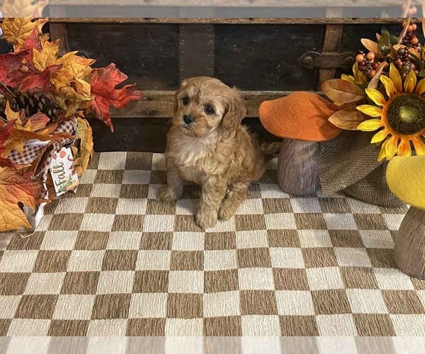 Medium Photo #1 Cavapoo (Miniature) Puppy For Sale in FULTON, KS, USA