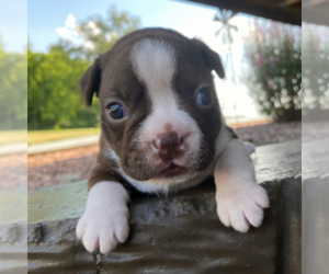 American Boston Bull Terrier Puppy for sale in ARTHUR, ND, USA