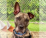 Small American Staffordshire Terrier Mix