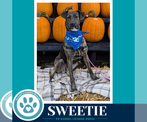 Mutt Dogs for adoption in Kimberton, PA, USA
