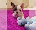 Small Photo #1 French Bulldog Puppy For Sale in Mariupol, Donetsk, Ukraine