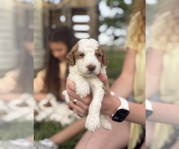 Medium Photo #64 Goldendoodle (Miniature) Puppy For Sale in FREDERICA, DE, USA