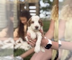 Small Photo #64 Goldendoodle (Miniature) Puppy For Sale in FREDERICA, DE, USA