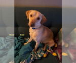Small #1 Beagle Mix