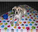 Small #7 Schnoodle (Miniature)