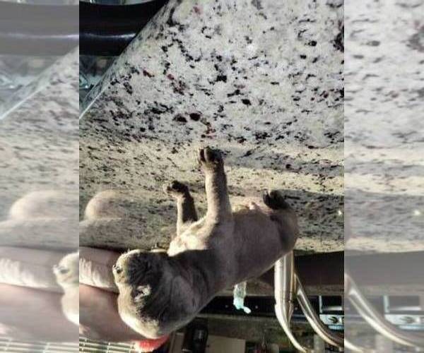 Medium Photo #2 Bullmastiff-Cane Corso Mix Puppy For Sale in SACRAMENTO, CA, USA