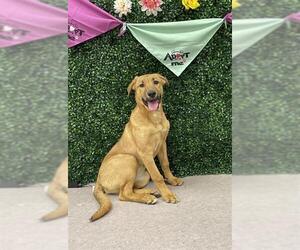 Shepradors Dogs for adoption in Grasswood, Saskatchewan, Canada