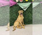 Small Shepradors