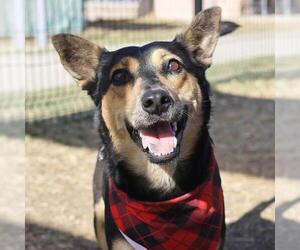Mutt Dogs for adoption in San Antonio, TX, USA