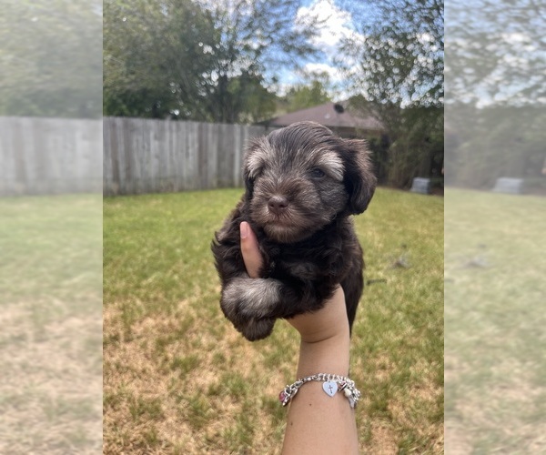 Medium Photo #4 Schnauzer (Miniature) Puppy For Sale in HOUSTON, TX, USA