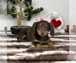 Small #2 Dachshund