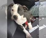 Scooby - Male American Bulldog Dog for Adoption - Photo #3