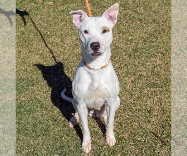 Medium Photo #4 American Staffordshire Terrier-Bull Terrier Mix Puppy For Sale in Huntley, IL, USA