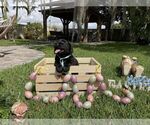 Small Photo #10 Labrador Retriever Puppy For Sale in MIAMI, FL, USA