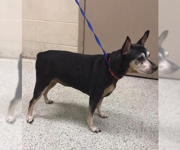 Medium Photo #1 Miniature Pinscher-Unknown Mix Puppy For Sale in Conroe, TX, USA