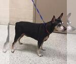 Small Miniature Pinscher Mix
