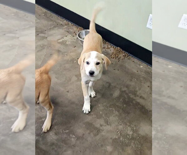 Medium Photo #4 Labrador Retriever-Unknown Mix Puppy For Sale in Evansville, IN, USA