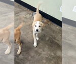 Small #3 Labrador Retriever Mix