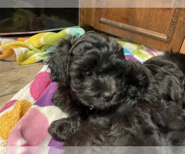 Medium Photo #2 ShihPoo Puppy For Sale in JACKSONVILLE, FL, USA