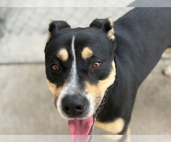 Medium Photo #2 Greater Swiss Mountain Dog-Unknown Mix Puppy For Sale in Tulsa, OK, USA