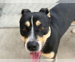 Small #1 Greater Swiss Mountain Dog Mix
