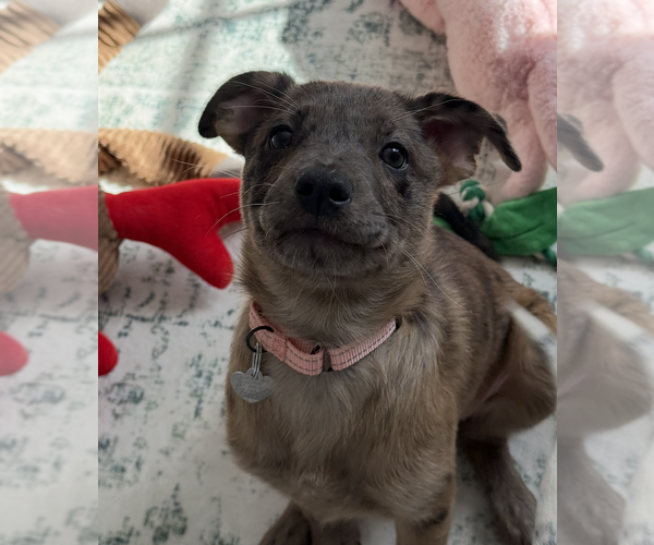 Medium Photo #4 Catahoula Leopard Dog-Unknown Mix Puppy For Sale in Oakhurst, NJ, USA