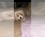 Small Maltese