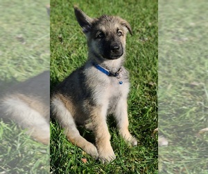 German Shepherd Dog Puppy for sale in WARREN, MA, USA