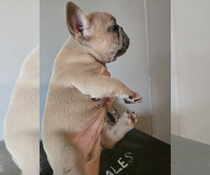 Medium French Bulldog