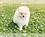 Image preview for Ad Listing. Nickname: STARR