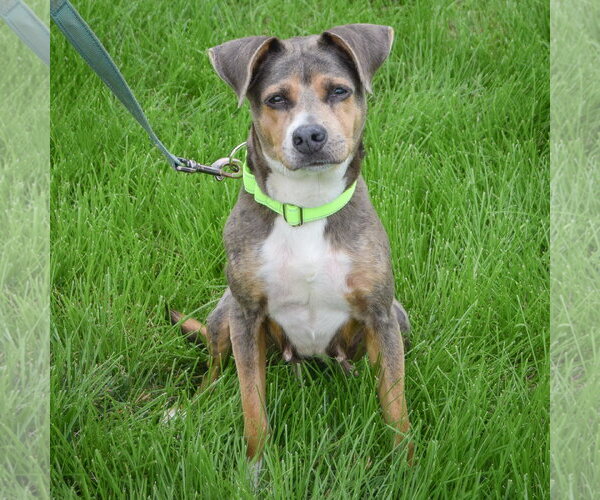 Medium Photo #5 Beagle-Unknown Mix Puppy For Sale in Huntley, IL, USA
