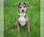 Small #4 Beagle Mix