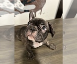 Small Photo #1 French Bulldog Puppy For Sale in ONTARIO, CA, USA