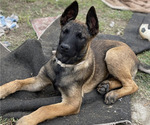 Small Photo #17 Belgian Malinois Puppy For Sale in ONTARIO, CA, USA