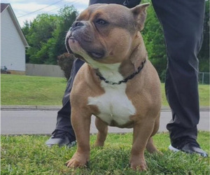 American Bully Puppy for Sale in LEBANON, Tennessee USA