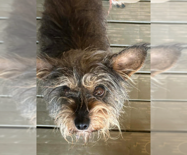Medium Photo #2 Mutt Puppy For Sale in Cranston, RI, USA