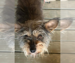 Small #1 Mutt