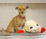 Small Chihuahua Mix