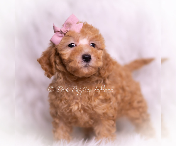 Medium Photo #2 Maltipoo (Toy) Puppy For Sale in WARSAW, IN, USA