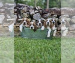 Image preview for Ad Listing. Nickname: Litter of 5