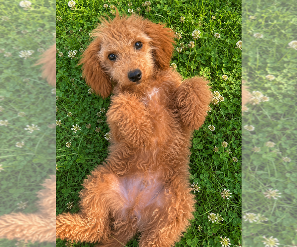 Medium Photo #35 Goldendoodle mix (+ Poodle Miniature) Puppy For Sale in DURHAM, CT, USA