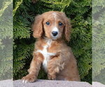 Small Photo #19 Cavapoo Puppy For Sale in CELINA, OH, USA